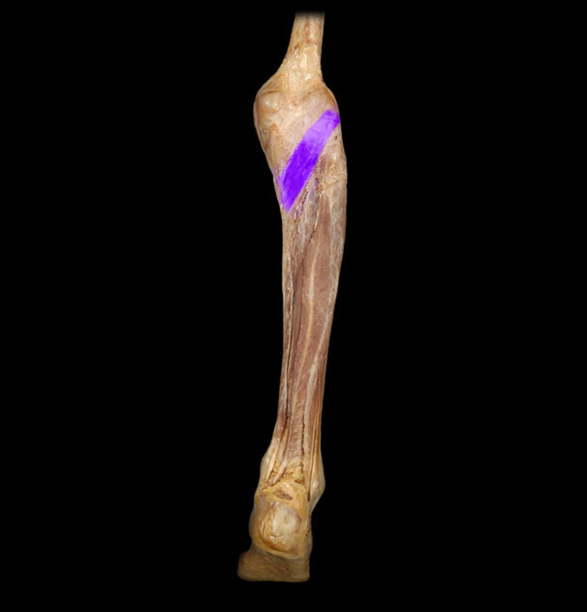 <p>Identification.</p>