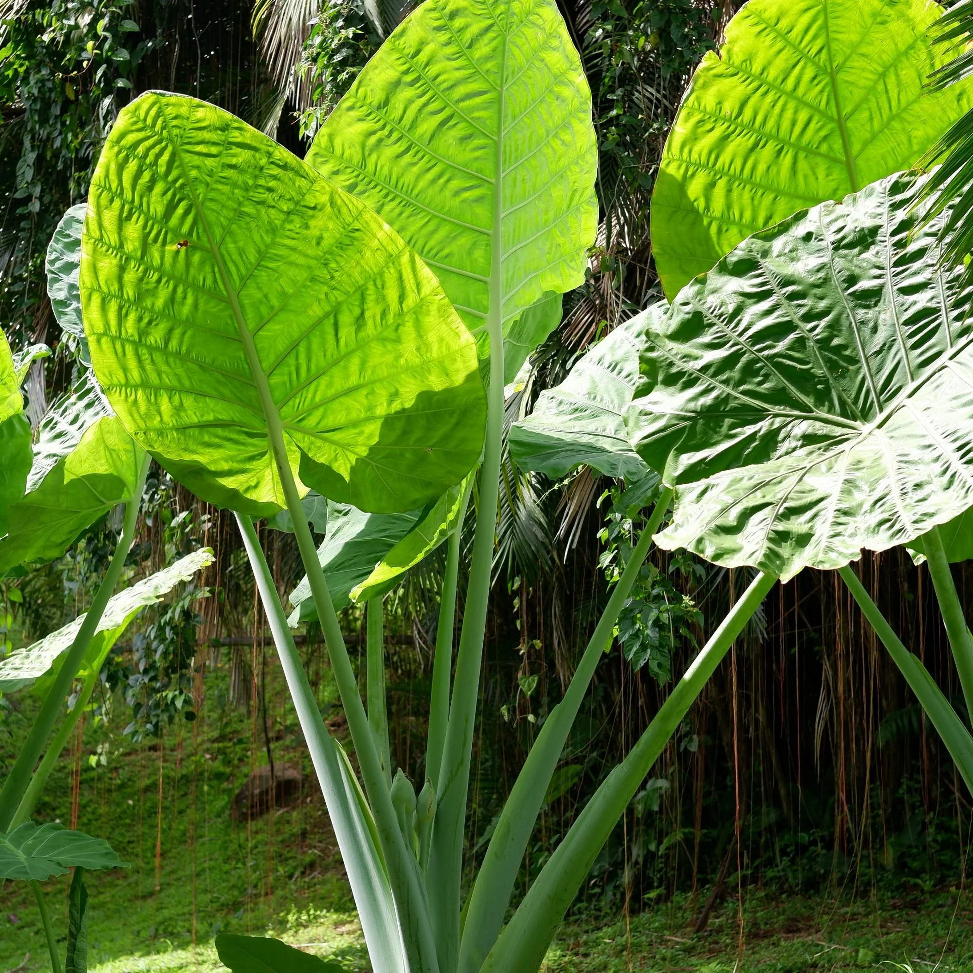 <p>Alocasia spp. - elephant ear</p>
