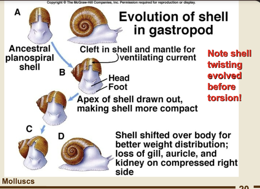<p>snail evolution info card flip for more </p>