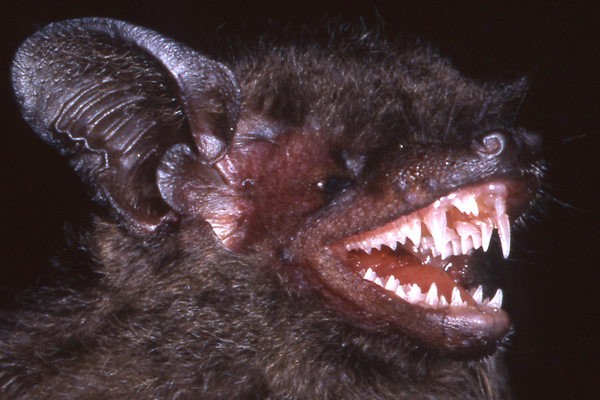 <p>__________ is a crown pattern shaped like a W and found in bats</p>