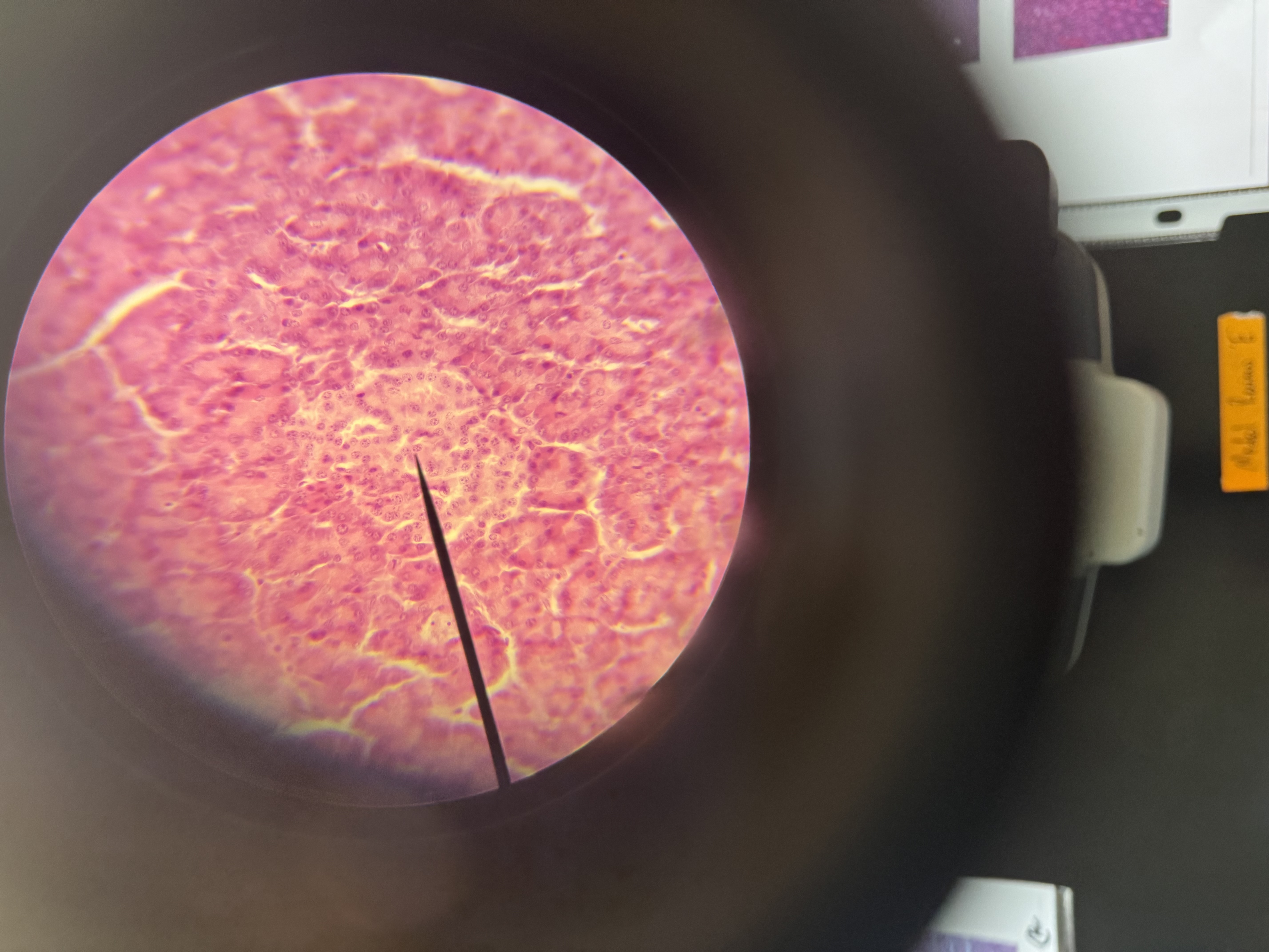 <p>pancreas histology</p>