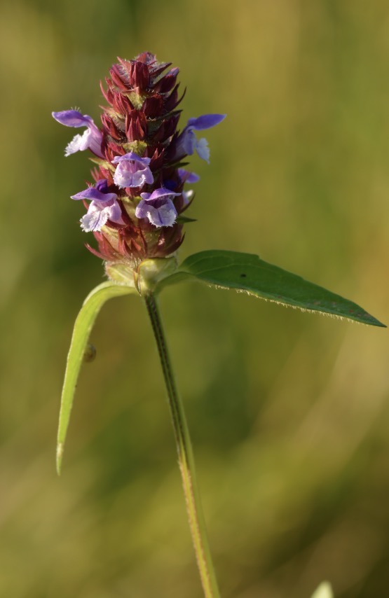 <p>Selfheal Latin name</p>