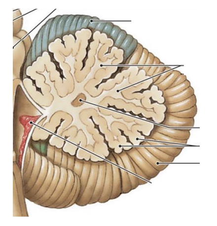 <ul><li><p>cerebellar cortex (3 layers) </p></li><li><p>cerebellar white matter </p><ul><li><p>contains afferent and efferent fibers associated with cerebellar cortex </p></li></ul></li><li><p>deep cerebellar nuceli (within white matter)</p><ul><li><p>receive most output from cerebellar cortex (via Purkinje cells) </p></li><li><p>send efferent output from cerebellum to other supraspinal area mostly by way of superior cerebellar peduncle </p></li></ul></li></ul><p></p>