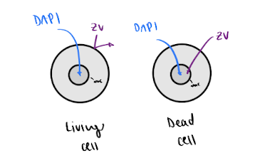 <p>ex. Zombie Violet = only stains dead cells purple</p><ul><li><p>used to tell if a cell is dead or alive</p></li></ul><p></p>