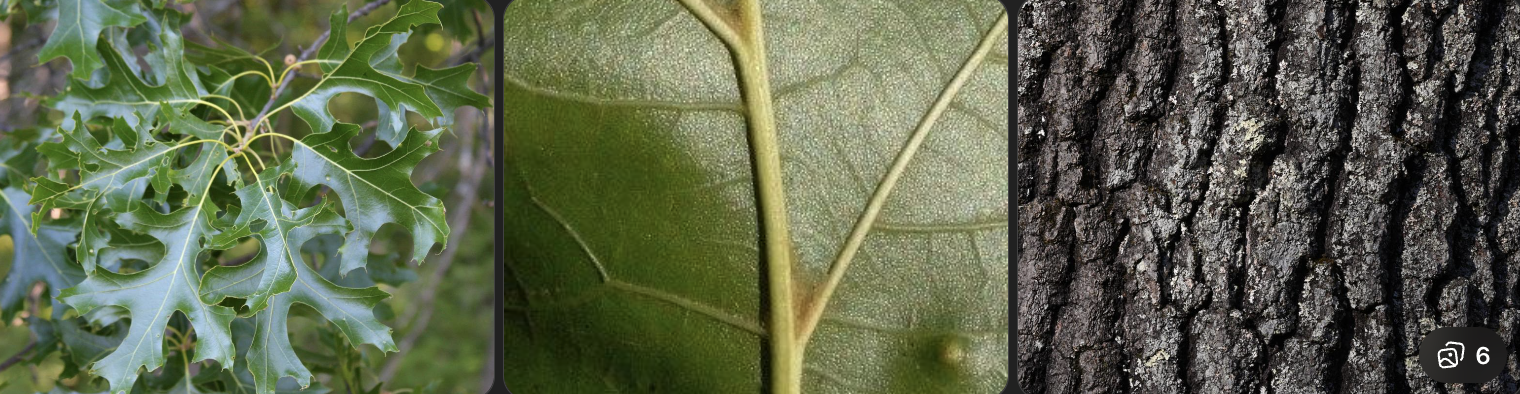 <p>Identify this tree</p>