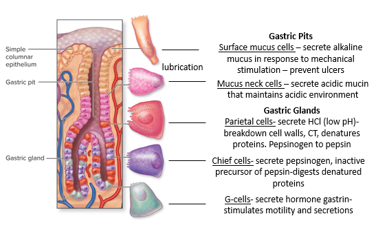 <p>Closest to the surface: surface mucus cells, mucus neck cells (near gastric pit), base near gastric glands is a mix of: parietal cells, chief cells, and G-cells. </p>