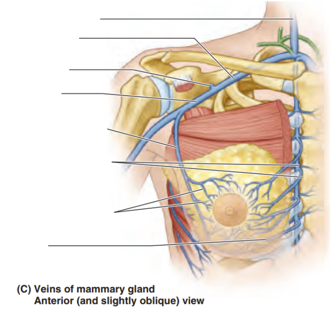 <p>Label the glands of the mammary gland</p>