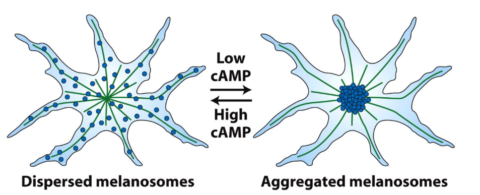 <p>A. Taxol → stabilizes MT → CANNOT depolymerize </p><p>B. Nocodazole → MT depolymerization</p><p>C. Regrowth of MTs → melanosomes = free to interact</p>