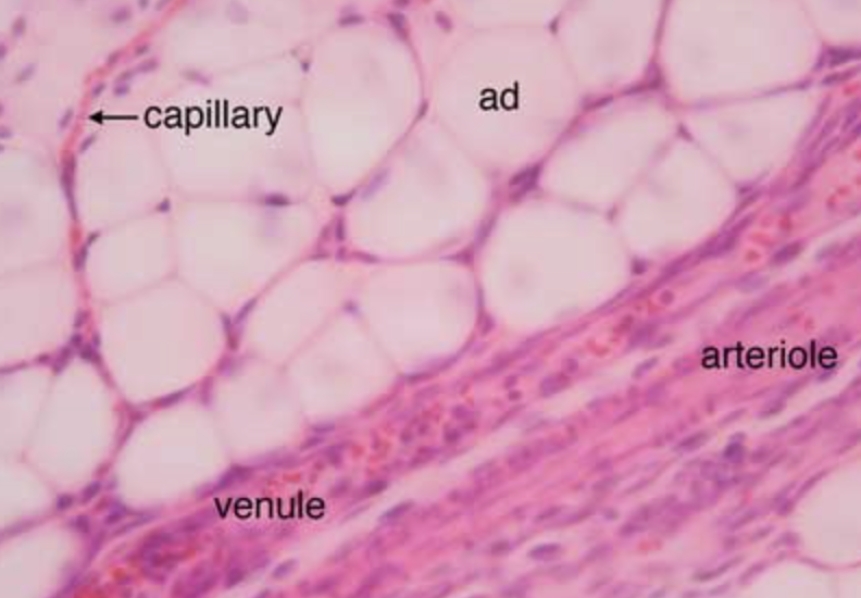 <p>Identify the blood capillaries </p>