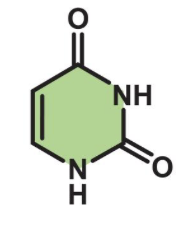 <p><span>uracil has no Me group</span></p>