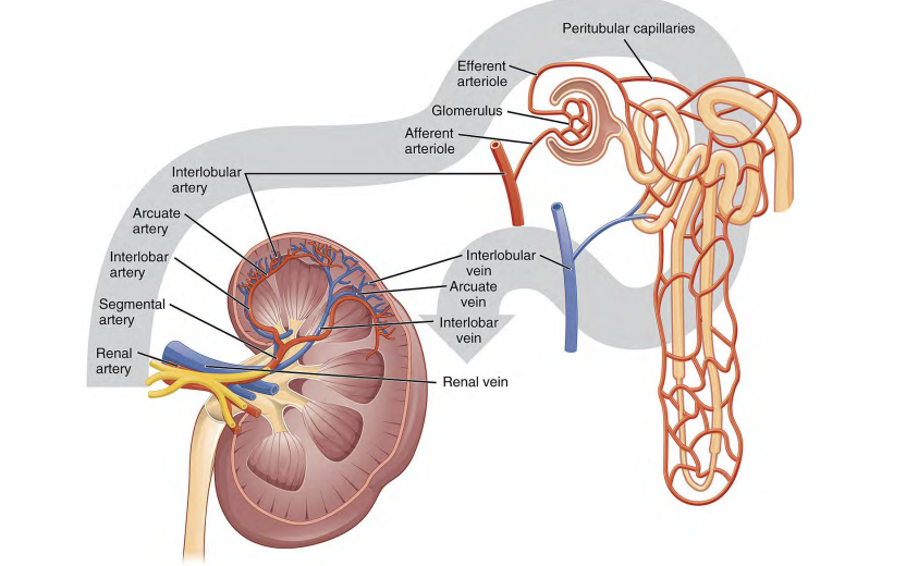 <p>Answer: Renal artery → segmental artery → interlobar artery → arcuate artery → interlobular artery → afferent arteriole → glomerulus.</p><p>Extra Information:</p><ul><li><p>This is the complete preglomerular arterial pathway shown on the slide.</p></li><li><p>Recall the sequence in order from the largest vessel to the glomerulus.</p></li></ul><p></p>