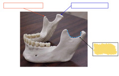 <p>Mandible</p>