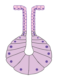 <p><strong>A10) Below is a cartoon of a multicellular gland. What is the general classification for this type of gland?</strong></p>