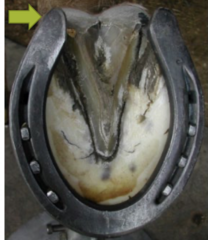 <p>what can leaving a long heel on a shoe cause</p>