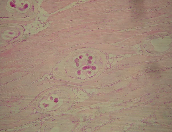 <p>what organism is this?</p>