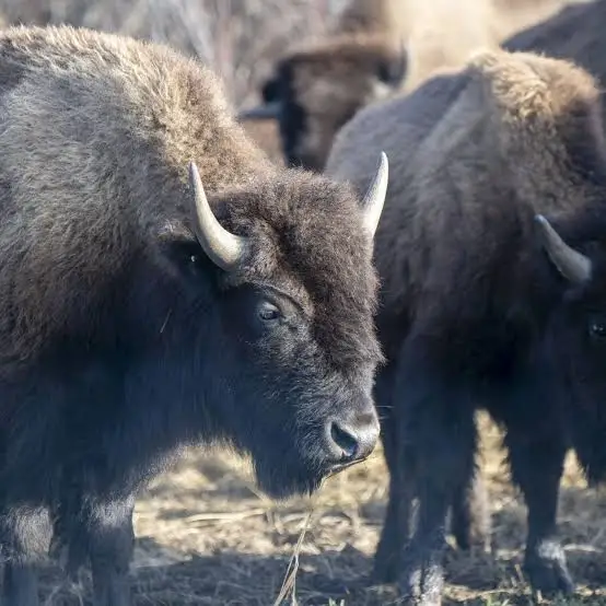 <p>bison and cattle</p>