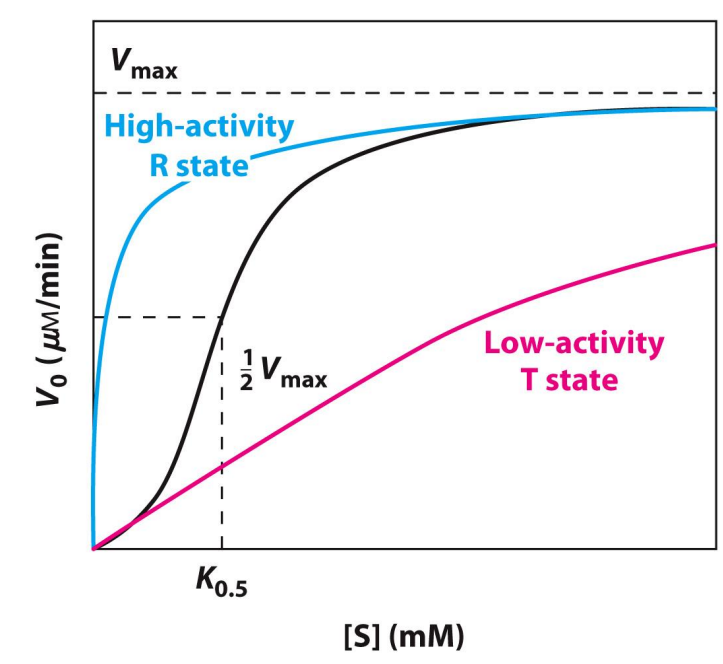 <ul><li><p>Behavior doesn’t obey Michaelis-Menten kinetics</p></li><li><p>Besides is an example for when the substrate itself is a positive modulator of activity</p></li><li><p>High-activity R state → Relaxed</p></li><li><p>Low-activity T state → Tense, looking to bind</p></li><li><p>K0.5 changes </p></li><li><p>Km is not given</p></li></ul><p></p>