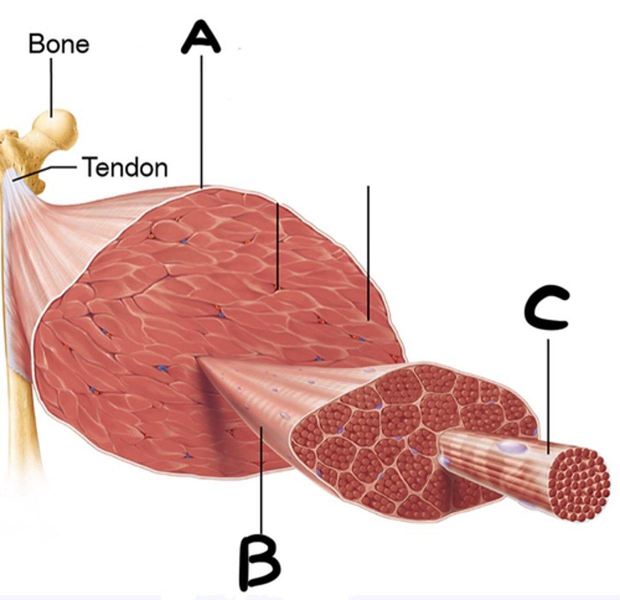 <p>What layer is indicated by B?</p>