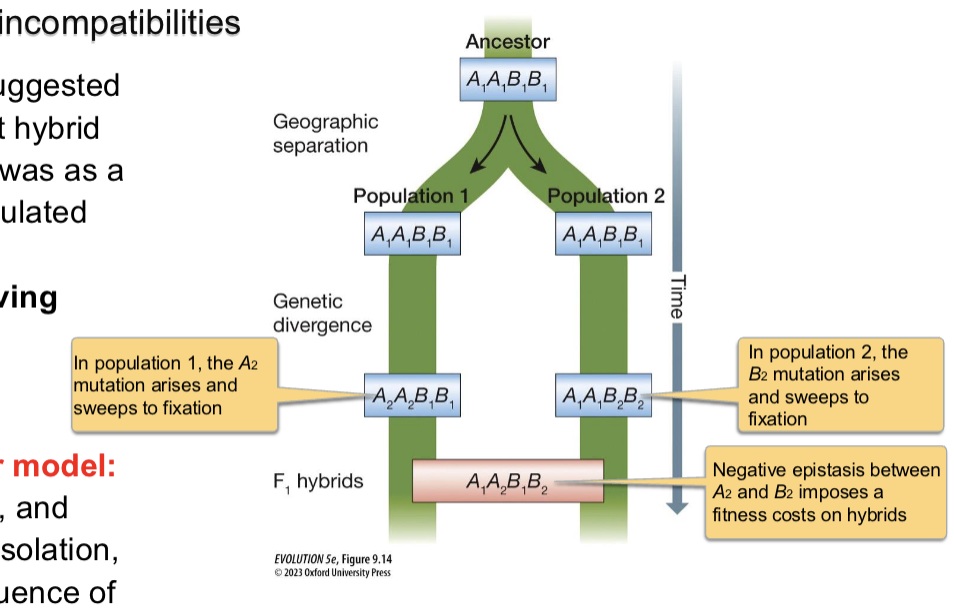 <p>Hybrid incompatibility, and hence, reproductive isolation evolves as a consequence of epistasis.</p>