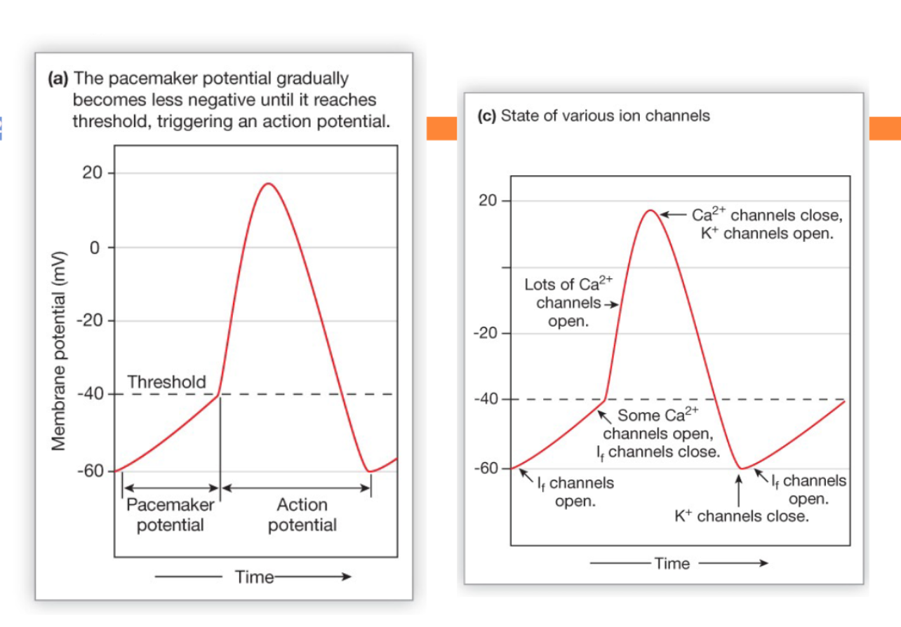 <p>Steps of an autorhythmic cell action potential</p>