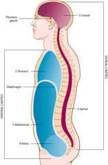 <p>internal organs</p>
