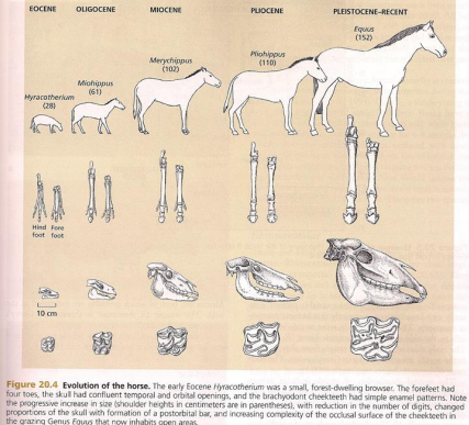 <p>Majority of horse history in North America (occasional migrations to Asia and Europe, especially in the Pliocene). General trends: increasing body size (too big for potential predators), lengthening of legs with an emphasis on the middle toe, widening of incisor, increase molarization (lophs and hypsodont) </p><p>North American plains mostly shrubs until the Miocene. Grasslands evolved: grasses made of silicon – abrasive to teeth. Sudden evolution of increased lophodonty and hypsodonty. </p><p>In the Miocene, horses very diverse. Pleistocene extinctions, every horse in North America extinct. Small group of horses (genus Equus) survived in Europe. This group evolved to all current species. Horses re-introduced to America from Spain in the 1500s.</p>