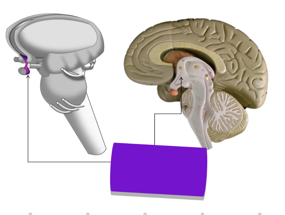 <p>what structures are highlighted on these images</p>