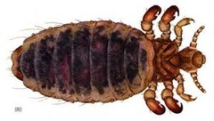 <p>Blood-sucking lice of cattle </p><p>**solenopotes pictured</p>