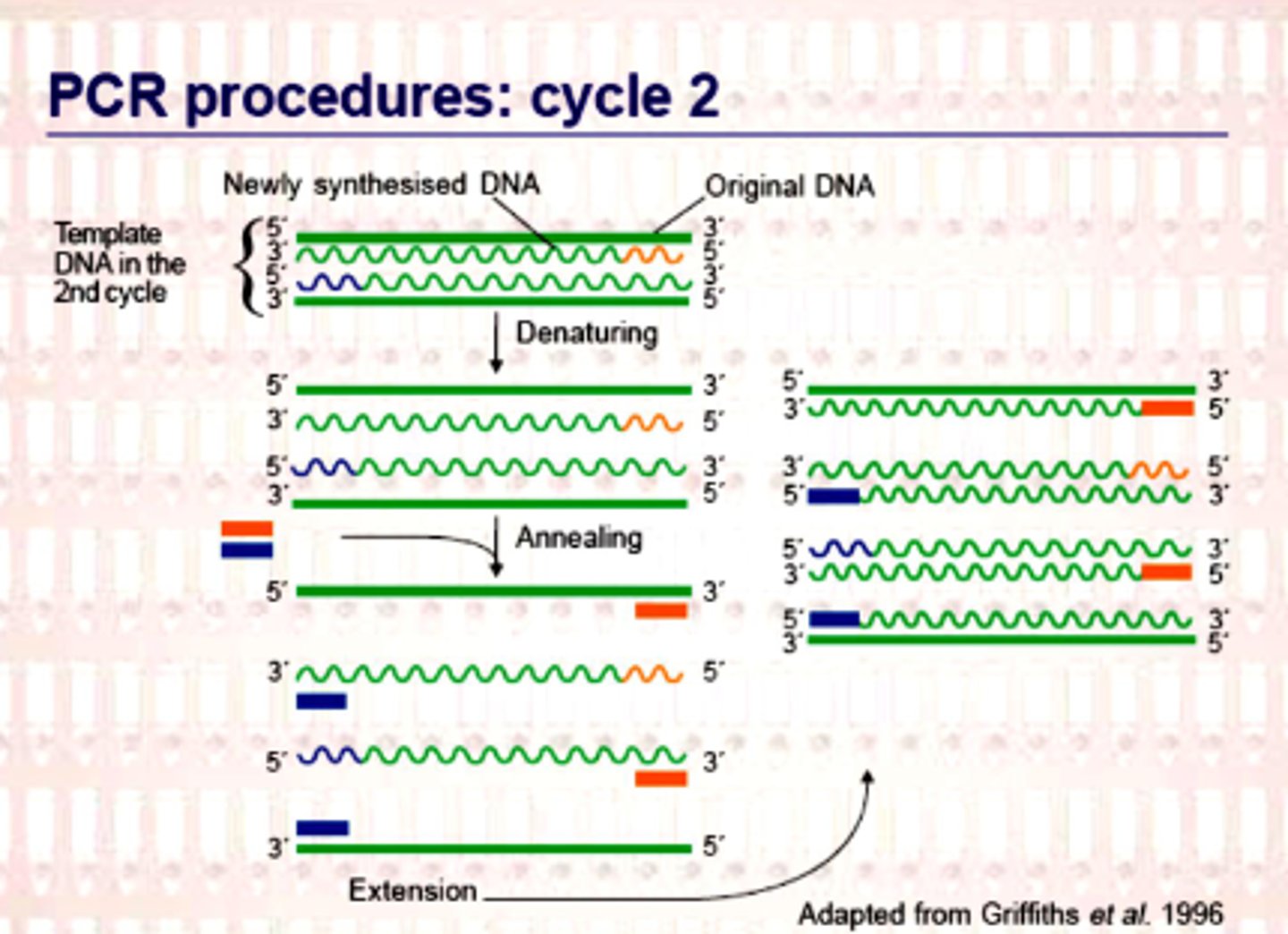 <p>same process of denaturation, annealing, extension occurs for purpose of causing exponential amplification</p>