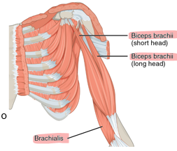 <p>→ <em>Biceps </em>and <em>triceps </em>refer to multiple points of origin </p><ul><li><p> <em>Biceps brachii </em>has two heads </p></li></ul><p></p>