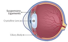 <ul><li><p>delicate, fibrous strands = hold lens in place </p></li><li><p>connects lens to the ciliary muscles</p><ul><li><p>** critical for <strong>accommodation</strong> (focusing)</p></li></ul></li></ul><p></p>