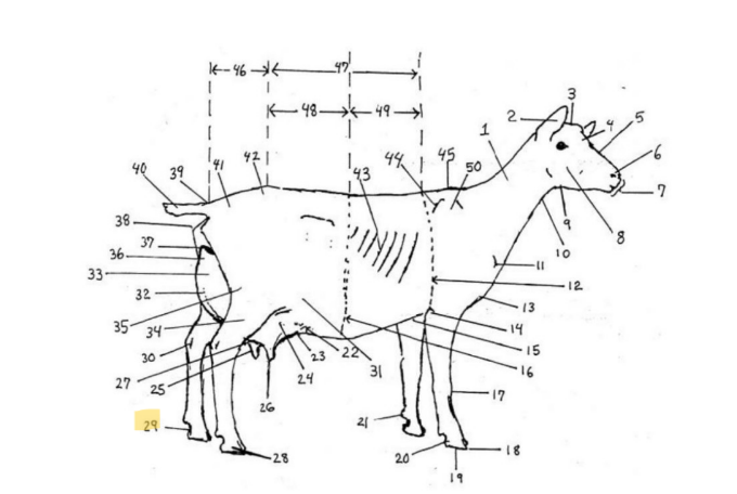 knowt flashcard image