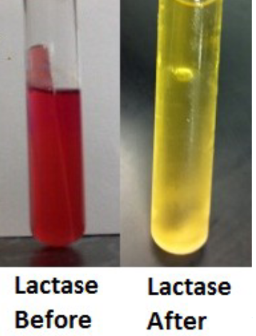 <p>yellow broth → acid: bubble in tube → gas</p>