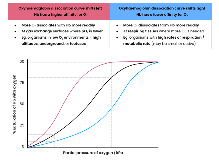 <p>shifting right= e.g. birds and rodents, which have higher metabolic rates</p><p>shifting left= e.g. llamas/ fetal Hb</p>
