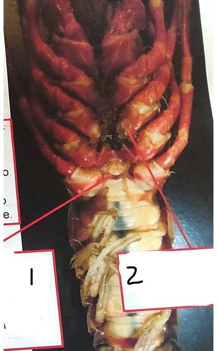 <p>what is point 2 on this crayfish </p>