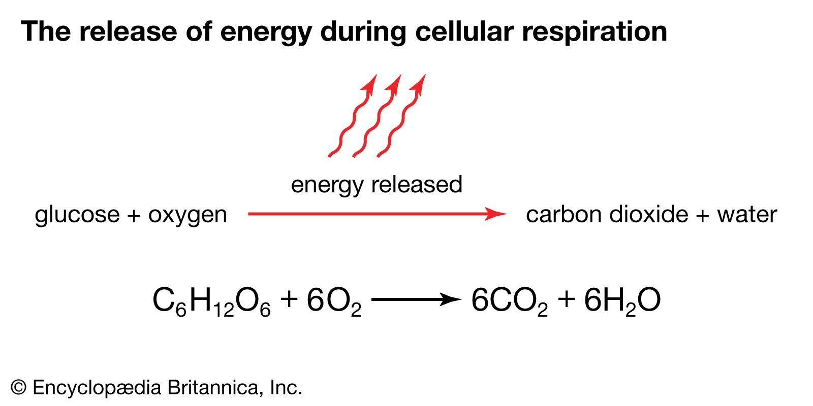 <p>Cellular Respiration</p>