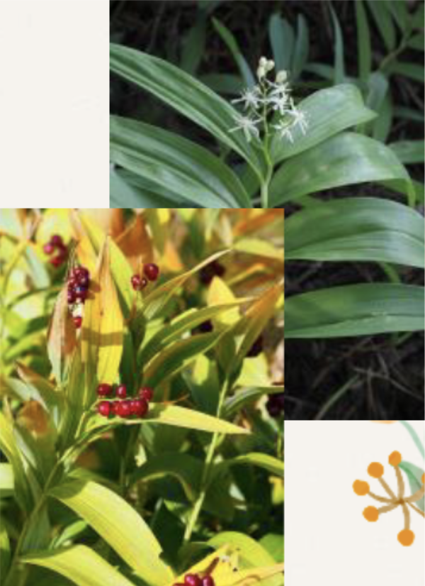 <p>Star flower<br>oblong-lanceolate flowers<br>     Base is sessile<br>6-20 flowered raeme; short-stalked and crowned<br>Fruit: green turning to striped blue-black then to dark red or blue</p>