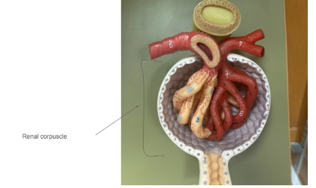 <p>renal corpuscle</p>