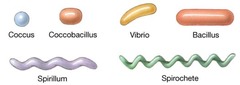 <p>many shapes, most commonly spherical, rod like, spirals, and so on</p>