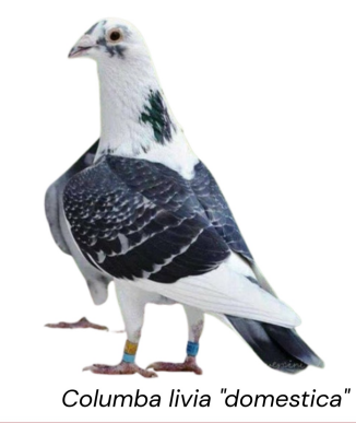 <ul><li><p>Racing or messenger, long distance flying competittion</p></li><li><p>Belgium</p></li><li><p>Strong wings, excellent homing ability, sleek body, and fast flying speed.</p></li></ul><p></p>