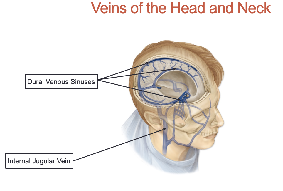 <p>1, Dural Venous Sinuses (many components): drains into other sinuses → internal jugular vein</p><ol start="2"><li><p>Internal Jugular Vein: blood drains from cranium (through jugular foramen) to the superior vena cava</p></li></ol><p></p>