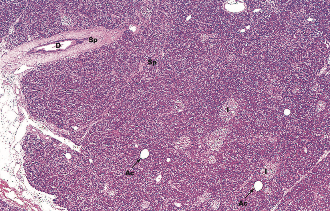 <p>Identify the Organ and Structures?</p>