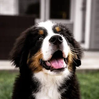<p>Guardian dog</p>