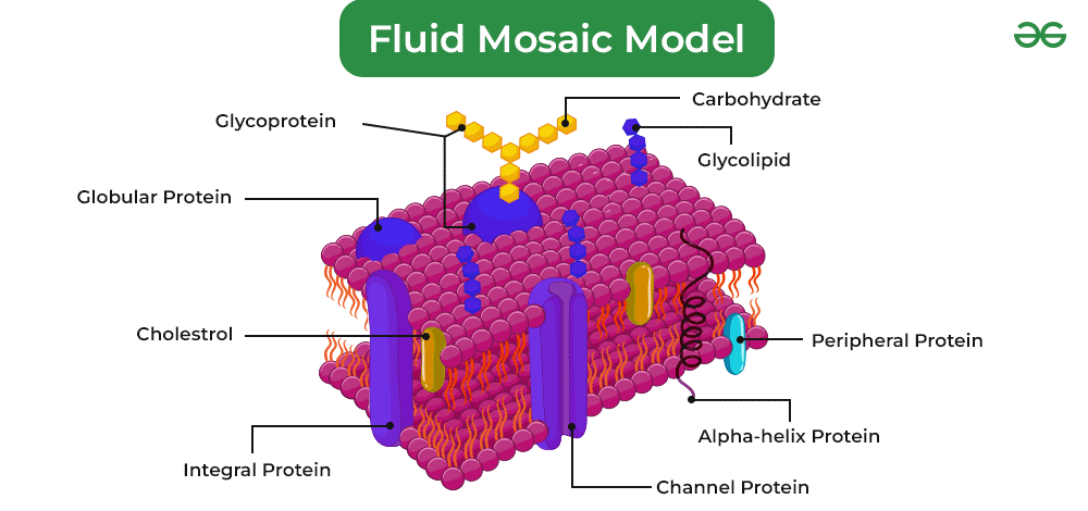 <p>Fluid mosaic model</p>
