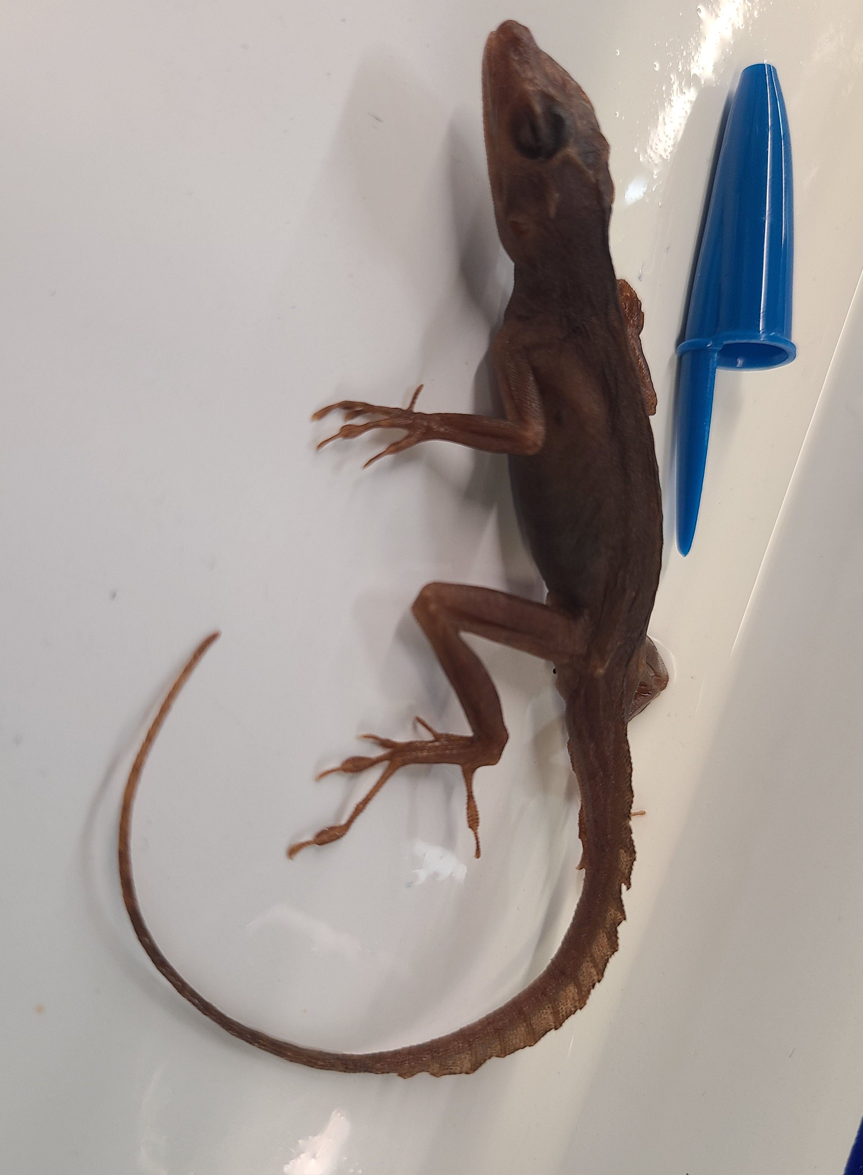 <p>Order and Family of Anolis sagrei</p>