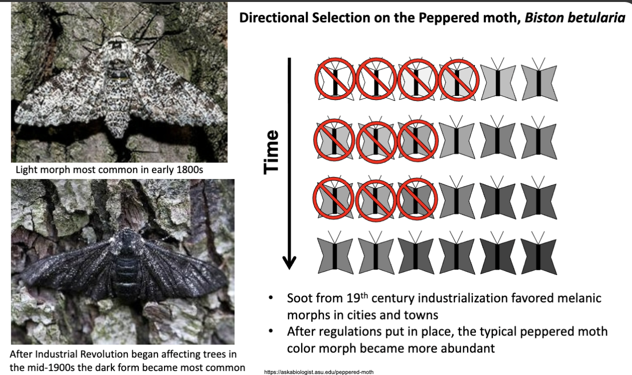 <p>An evolutionary trend is seen</p>