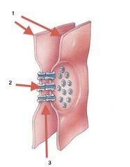 <p>composed of channel called connexons; form narrow passageways that allow small molecules and ions (currents) to pass from cell to cell</p>