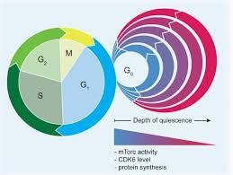 <p><strong>Quiescencia</strong></p><p>“Es un estado reversible de inactividad en el que la célula no se divide, pero mantiene su viabilidad y potencial de activación cuando recibe las señales adecuadas. Es una estrategia de las células madre para preservar su funcionalidad a largo plazo.</p>