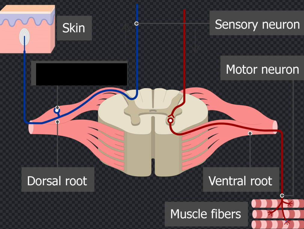 <p><span style="background-color: rgb(54, 56, 64);">a cluster of sensory nerve cell bodies located along the spine. Acting as a critical relay station, it transmits sensory information—such as touch, temperature, and pain—from the body's peripheral to the central nervous system.</span><span> </span><br></p>