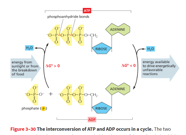 <p><strong>ATP</strong></p><p>it is a convenient store of energy to drive chemical rxns</p><ul><li><p>ATP is synthesized in an<strong> unfavorable phosphorylation</strong> rxn where a P is added to ADP.</p></li><li><p>When energy is needed, ATP will give up a phosphate through a<strong> favorable hydrolysis</strong> to go back to ADP and a phosphate</p></li></ul><p></p>